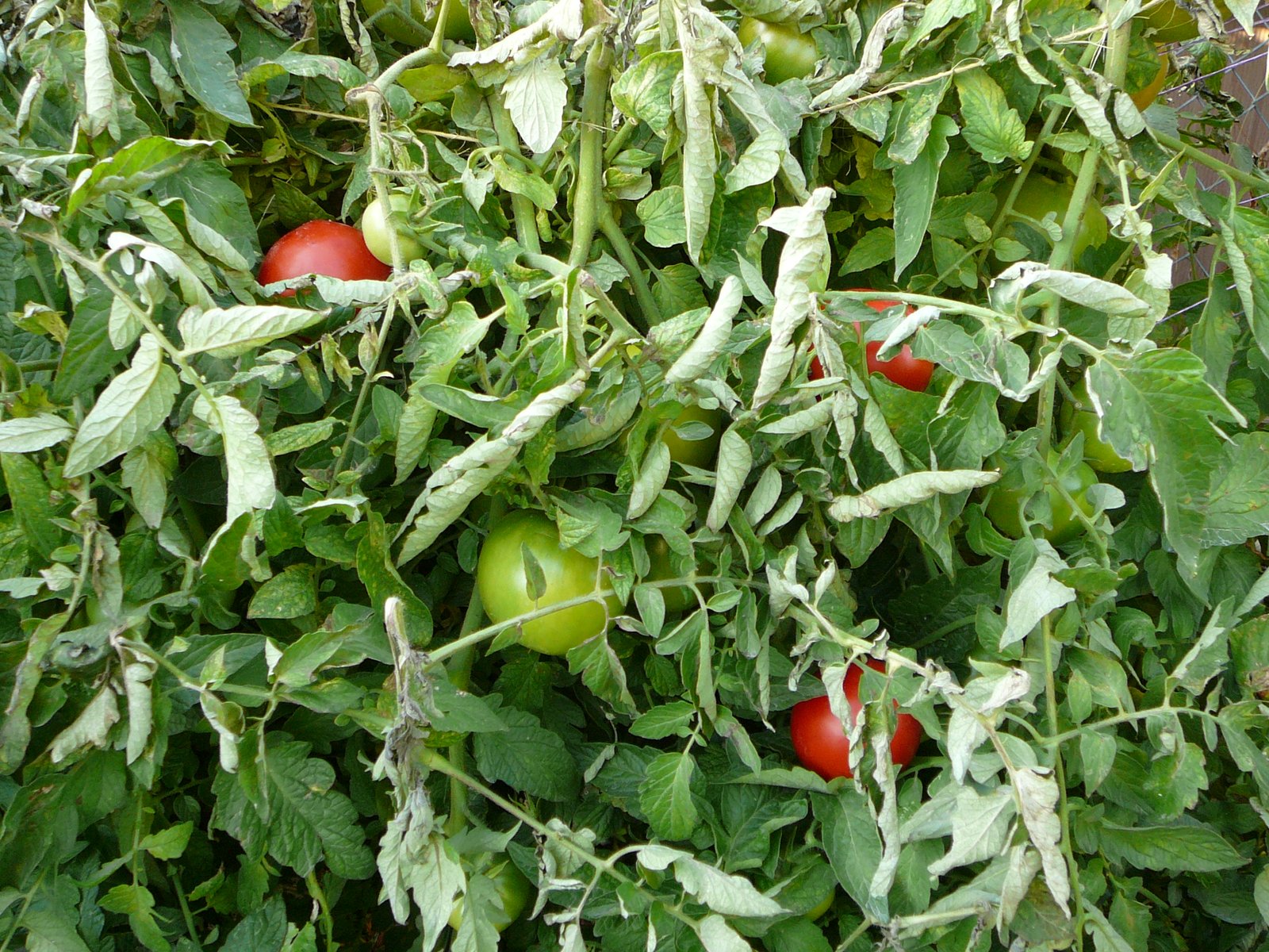 What to Look for When Buying a Seed Separation Machine